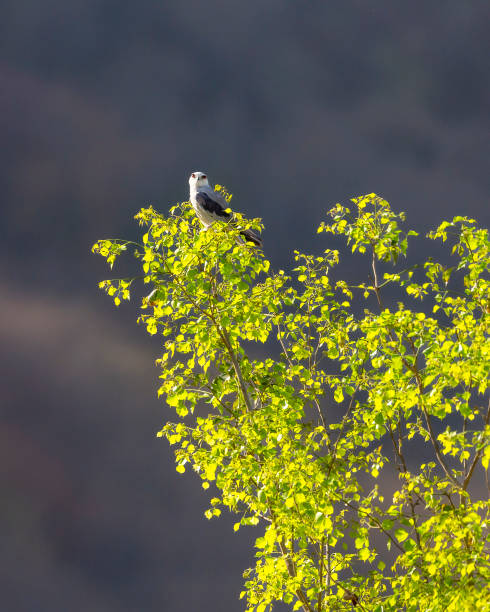 istock black winged shouldered kite or elanus caeruleus bird a small raptor and hunter perched high on natural green leaves tree in scenic background during safari in winter migration at forest of india 2093751629