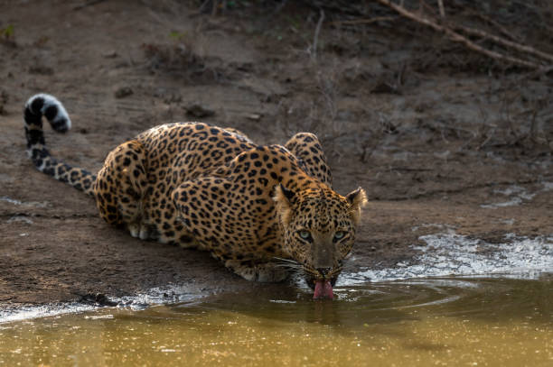 istock Indian wild female leopard or panther or panthera pardus quenching thirst or drinking water from waterhole with eye contact during safari at jhalana forest reserve jaipur rajasthan india asia 2093752001