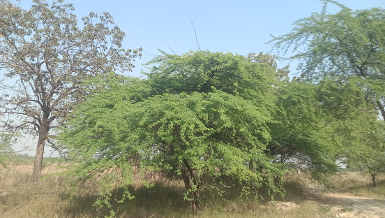 The acacia tree view with green leaves
