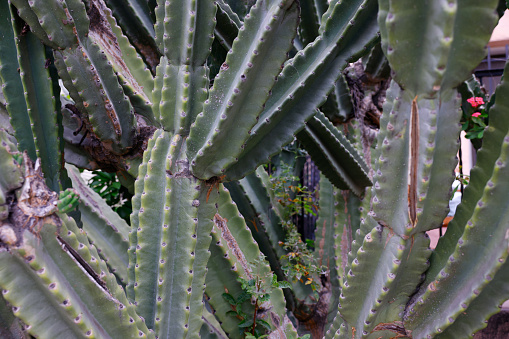 A close up photo of a well groomed green cactus plant at the backyard