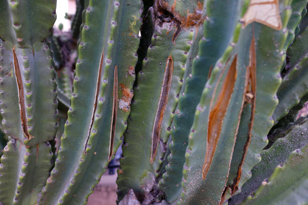 A close up photo of a damages in the cactus leaves in the garden