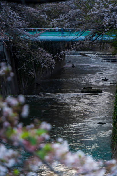 istock Cherry blossoms at Edogawa Park 2093789679