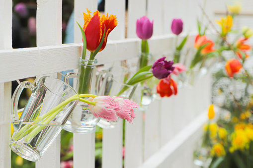 Original decor and composition with tulips in a white gazebo. Cut tulips in a glass of water. The glasses are hung from the wall of the gazebo. Spring primroses. Garden decor and decoration