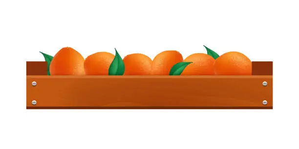 Vector illustration of Oranges in a wooden box. Vector illustration isolated on white background.