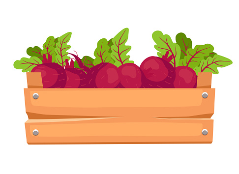 Wooden box with beets. Vector clipart isolated on white background.