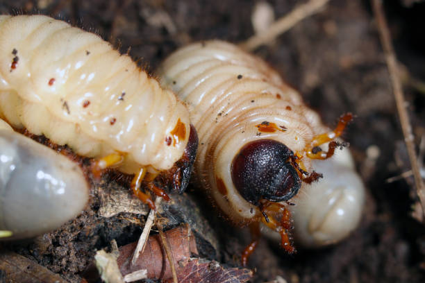 istock Japanese rhinoceros beetle (Kabutomushi) larva grows large in moist, nutritious soil (Natural+flash light, macro close-up photography) 2093816188