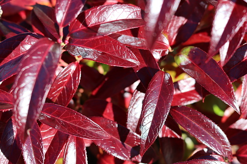 Close up of bright red leucothoe leaves