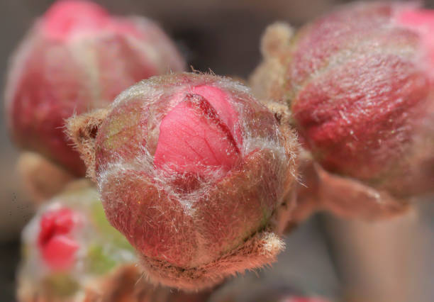 apple blossom