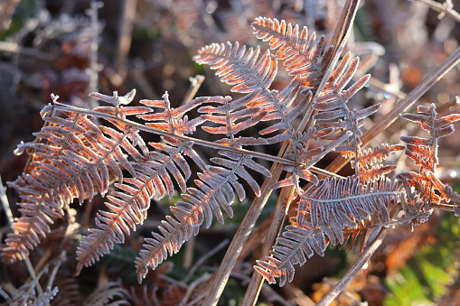 Close up of bracken leaves covered in frost