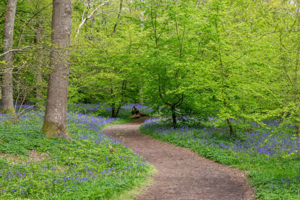 istock A winding pathway through a bluebell wood, on a spring day 2093857667
