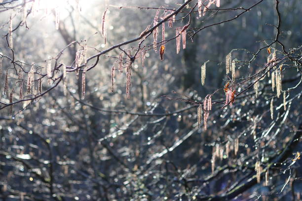 Birch trees catkins covered in dew, sparkling in morning sunshine