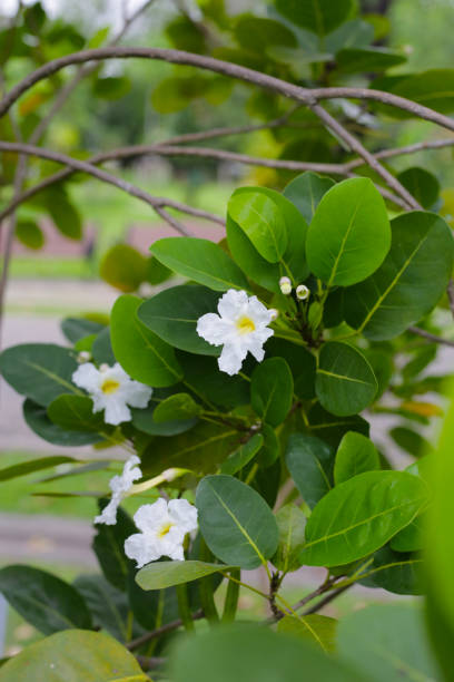 istock White flower of tabebuia pallid 2093871776