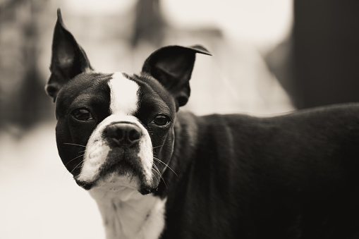 Boston Terrier outside posing for picture