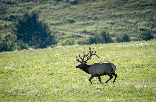 Hot summer afternoon. Buck and doe resting in a forest clearing.