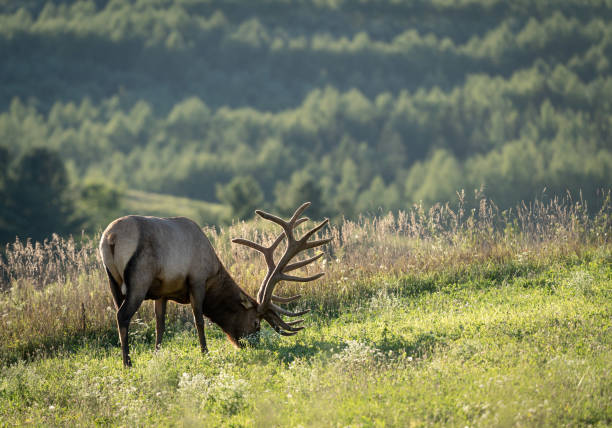 istock Elk on a Hill in the Evening Light 2093880741