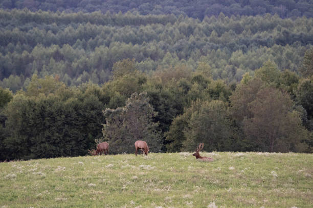 istock Elk on a Hill in the Evening Light 2093881809
