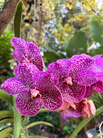 The flowers have flat petals with little speckles.