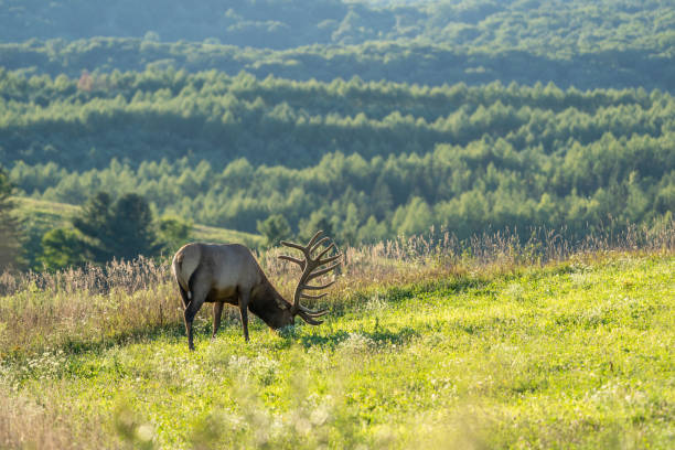 A bull Elk on a Hill in the Evening Light.