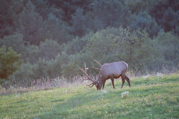 A bull Elk on a Hill in the Evening Light.
