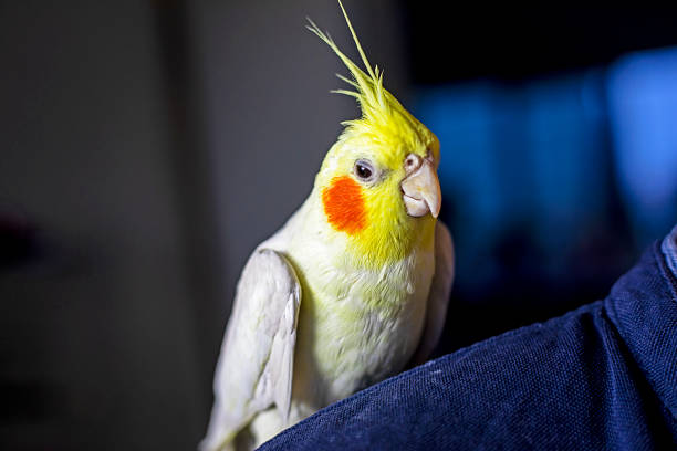 Corella parrot sits on the owner's shoulder. taking care of pets