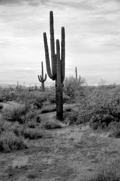 istock Infrared Saguaro Cactus Sonora desert Arizona 2093928898