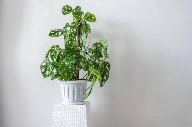 istock Gorgeous houseplant monstera adansonii in a pot on a white background. 2093936678