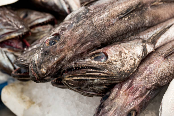 istock fish market with many different fresh fishes 2093948319