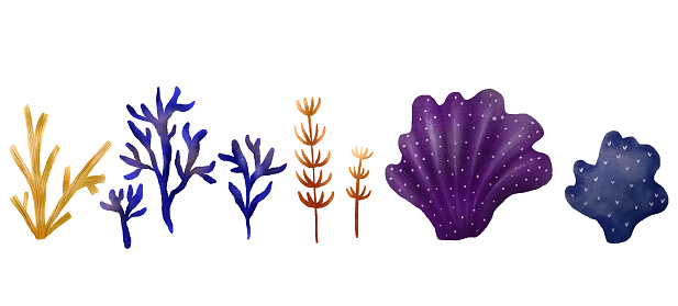 Set of sea colored algae. Underwater flora. Hand drawn illustration on isolated background