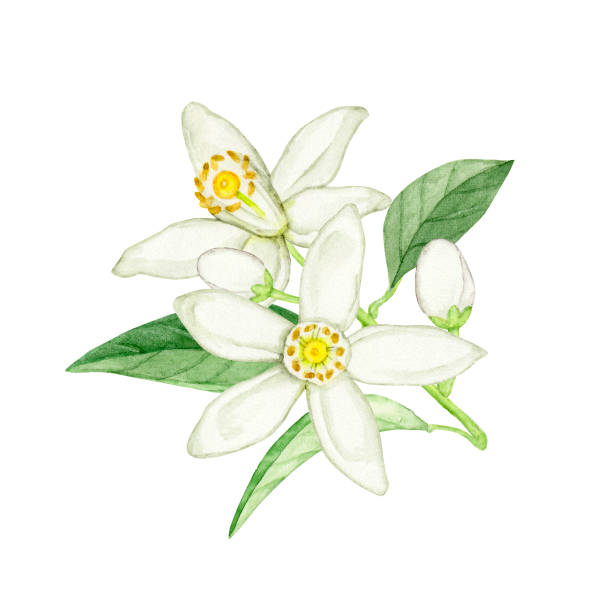 Tachibana Flower Watercolor Illustration Stock Illustration