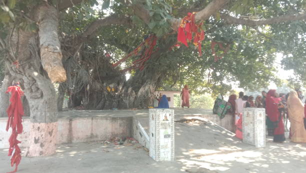istock The indian temple view with the huge banyan tree 2093957707