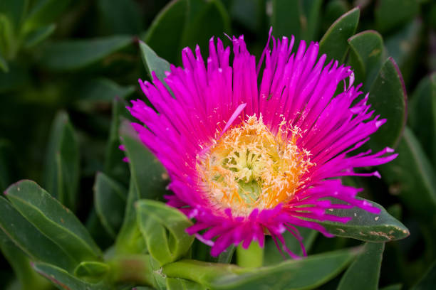 Bright Pink Flower on Creeping Succulent Plant
