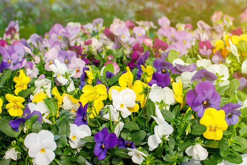 Web banner with spring flowers. Purple pansies against green grass background
