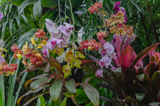 Jungle setting with colorful blooming orchids on tree trunk