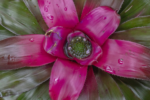 Large bromeliad with water in center flower after rain
