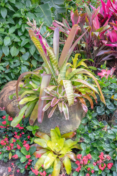 istock Potted Bromeliad plants in lush garden setting 2093970315