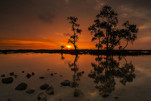 Tree submerge in water during sunset with reflection