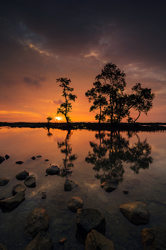 Tree submerge in water during sunset with reflection