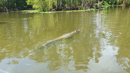 A wild saltwater crocodile swimming in the Northern Territory, Australia.