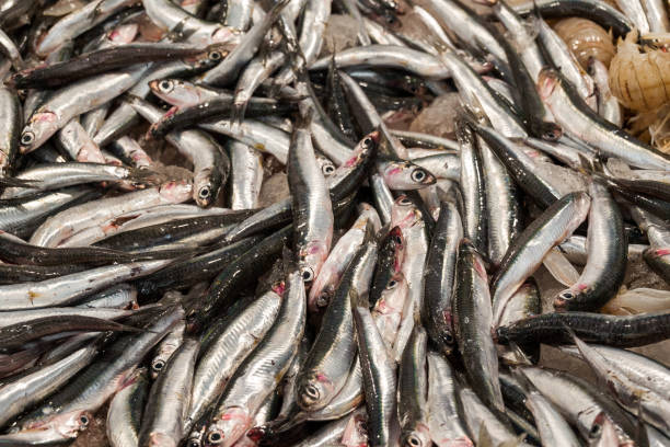 istock fish market with many different fresh fishes 2093984419