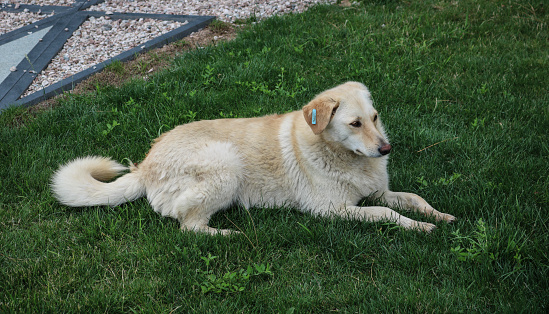 A sterilized stray dog with a mark on its ear lies on the grass. Control of the population of stray animals.