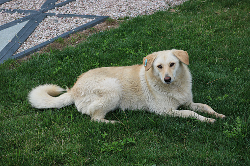 A sterilized stray dog with a tag on his ear lies on the grass. Control of the population of stray animals.