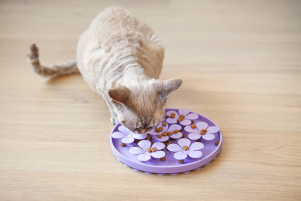 istock Interactive Cat Toy Slow Feeder- IQ Training Toy, Treat Boredom Dispensing Refillable for domestic cats. 2094009720