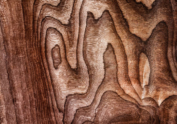 Beautiful wood grain. Wood background. Wood grain pattern texture backgrounds