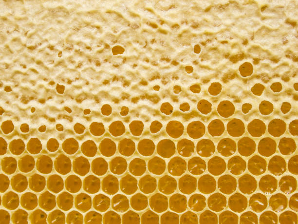 istock Fresh Honey In Comb. Beewax comb structure abstract pattern. Yellow Honey cells texture background. 2094018977