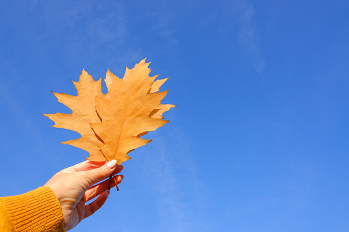 Autumn concept. The girl's hand in an orange sweater holds an Orange maple leaf against the blue sky.