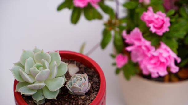 istock Echeveria succulent with rose flower on a white background. 2094020567