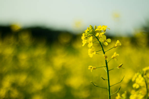 istock Mustard flowers can self-pollinate, so they do not need another plant as a pollen donor 2094020580