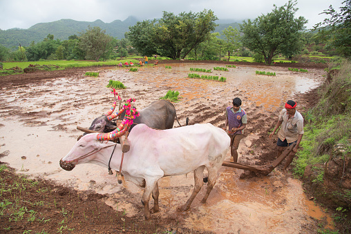 Bhor, Pune, Maharashtra, India. July 18, 2019. Rural farmers ploughing field using wooden plough with two bullock.