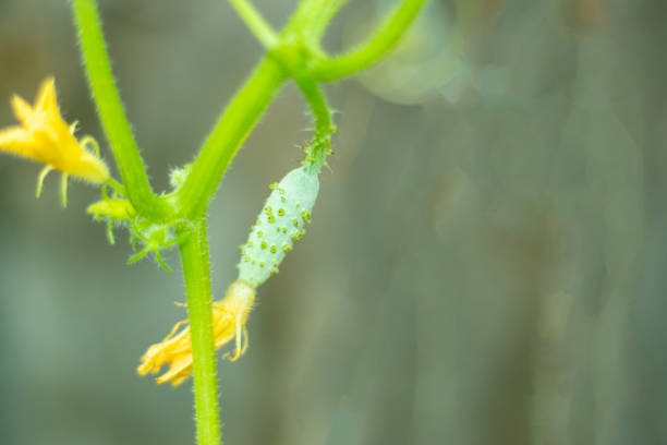 istock Young organically grown green tiny cucumber plant 2094023743