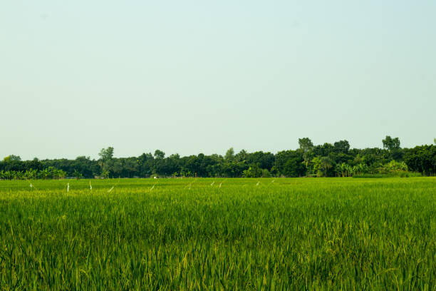 istock Paddy fields green nature rice fields, green seedlings growing 2094024784